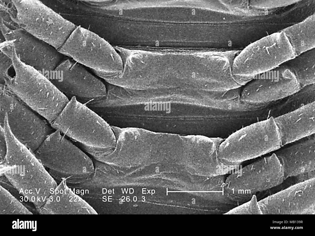 Corps morphologique d'éléments d'une mille-pattes non identifiés trouvés à Decatur, Géorgie, révélé dans le 22x amplifiés en microscopie électronique à balayage (MEB) de droit, 2005. Image courtoisie Centres for Disease Control (CDC) / Janice Haney Carr. () Banque D'Images Corps morphologique d'éléments d'une mille-pattes non identifiés trouvés à Decatur, Géorgie, révélé dans le 22x amplifiés en microscopie électronique à balayage (MEB) de droit, 2005. Image courtoisie Centres for Disease Control (CDC) / Janice Haney Carr. () Banque D'Images