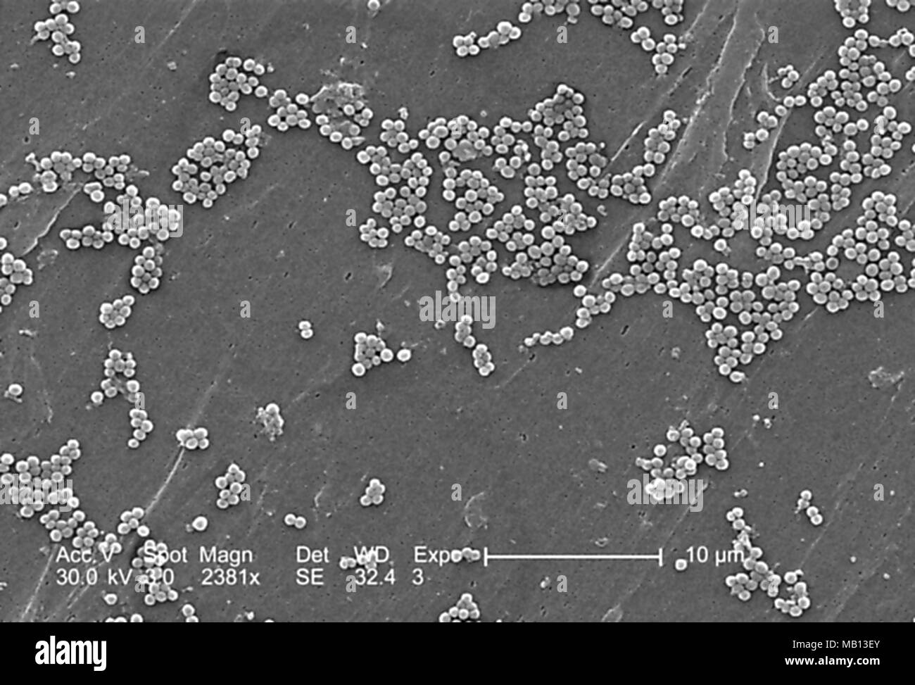 Les amas d'au Staphylococcus aureus (MRSA) a révélé dans le 2381x amplifiés en microscopie électronique à balayage (MEB) de droit, 2005. Image courtoisie Centres for Disease Control (CDC) / Janice Haney Carr, Jeff Hageman. () Banque D'Images