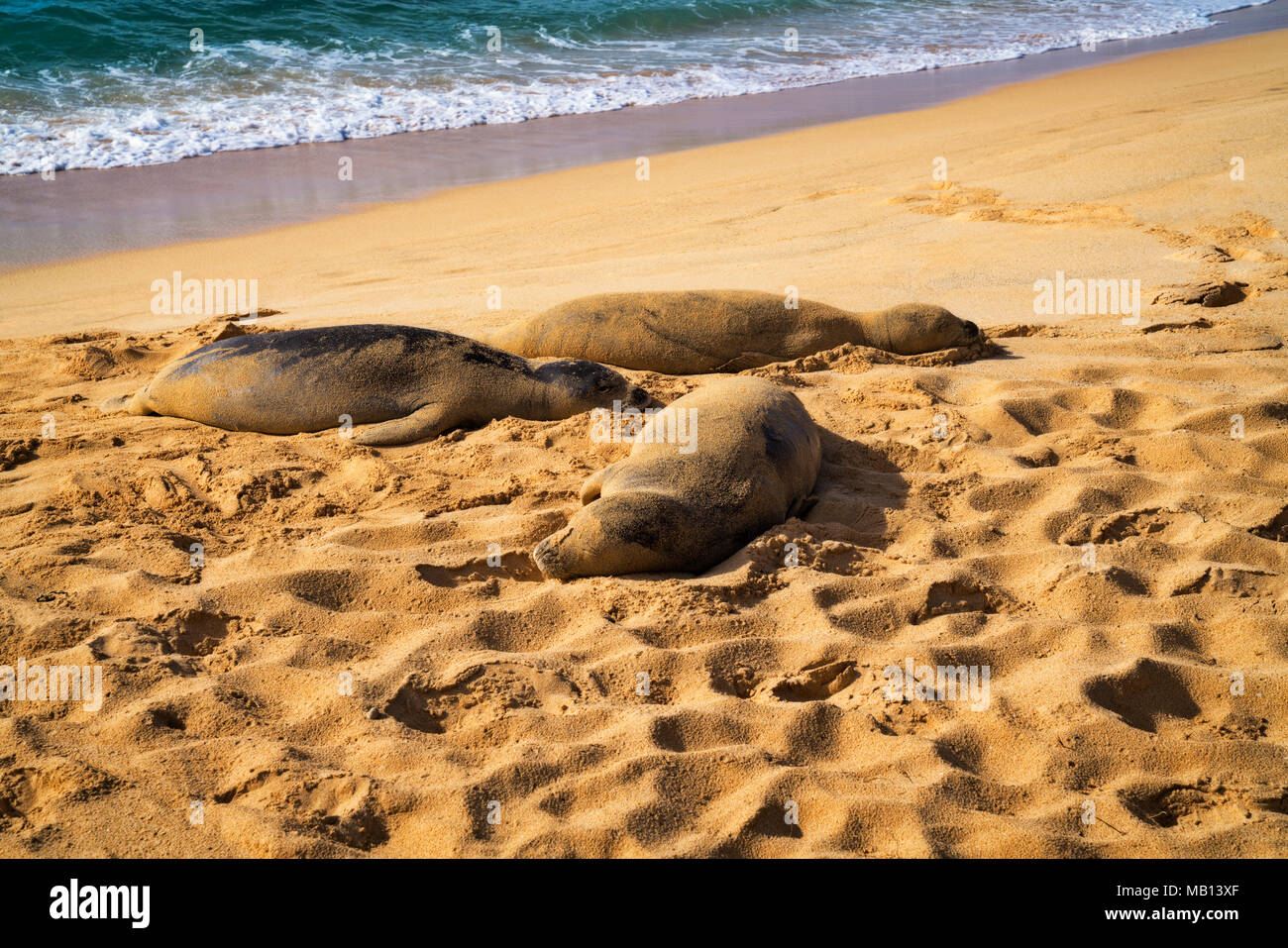 Trois phoques moines en voie de prendre une sieste le long de la rive sud à Poipu Beach sur l'île de Kauai. Banque D'Images
