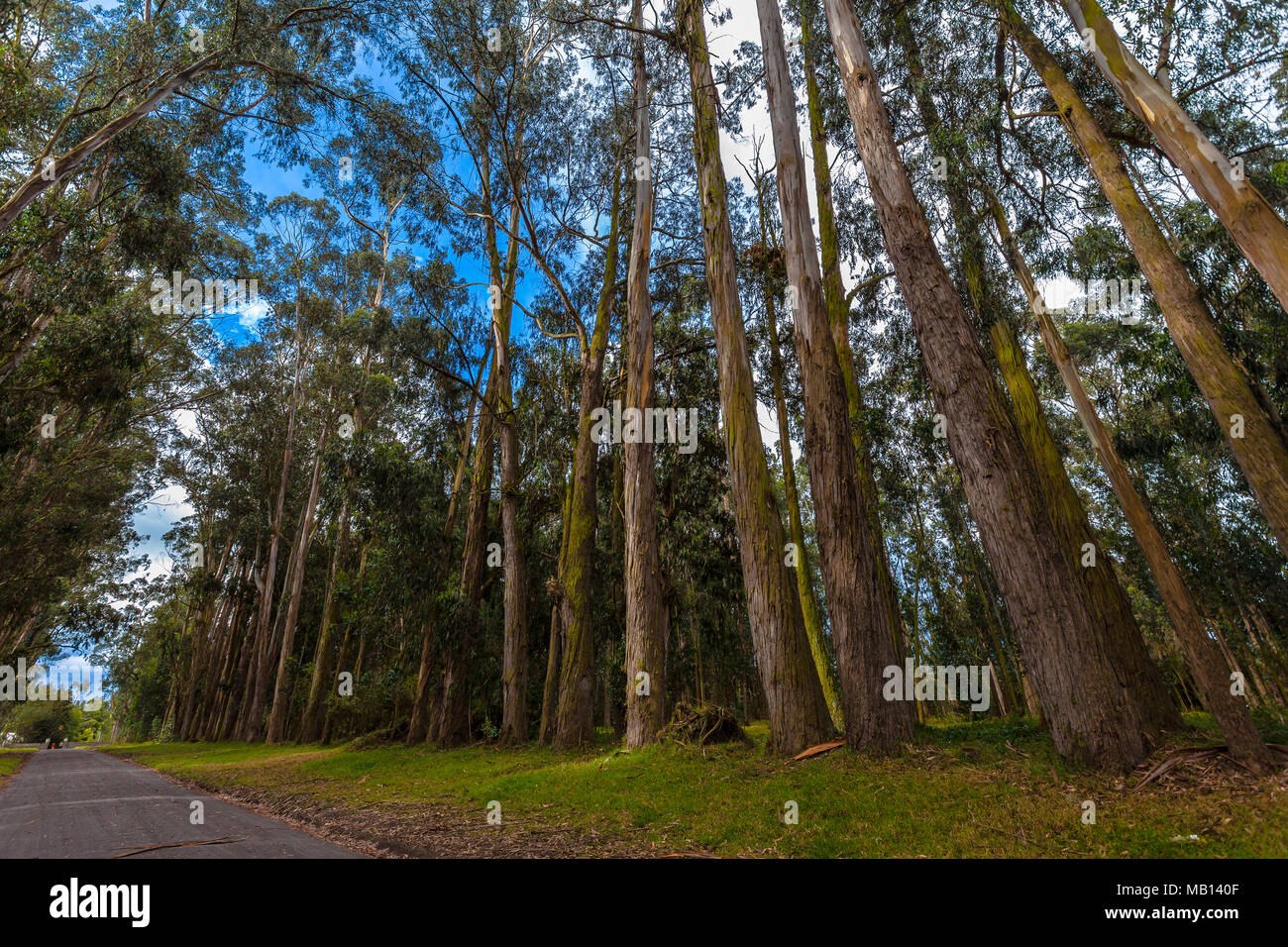 Route rurale avec d'énormes eucalyptus à ses bords Banque D'Images