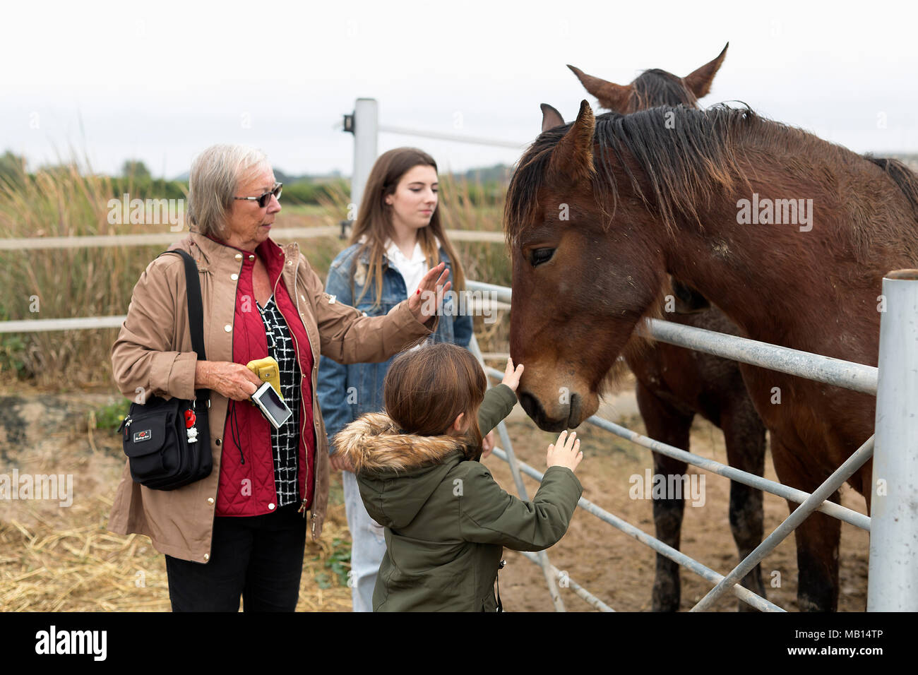 Rojales, l'Espagne. 4 mars 2018 : les chevaux dans un abri à Rojales, province d'Alicante en Espagne. Banque D'Images
