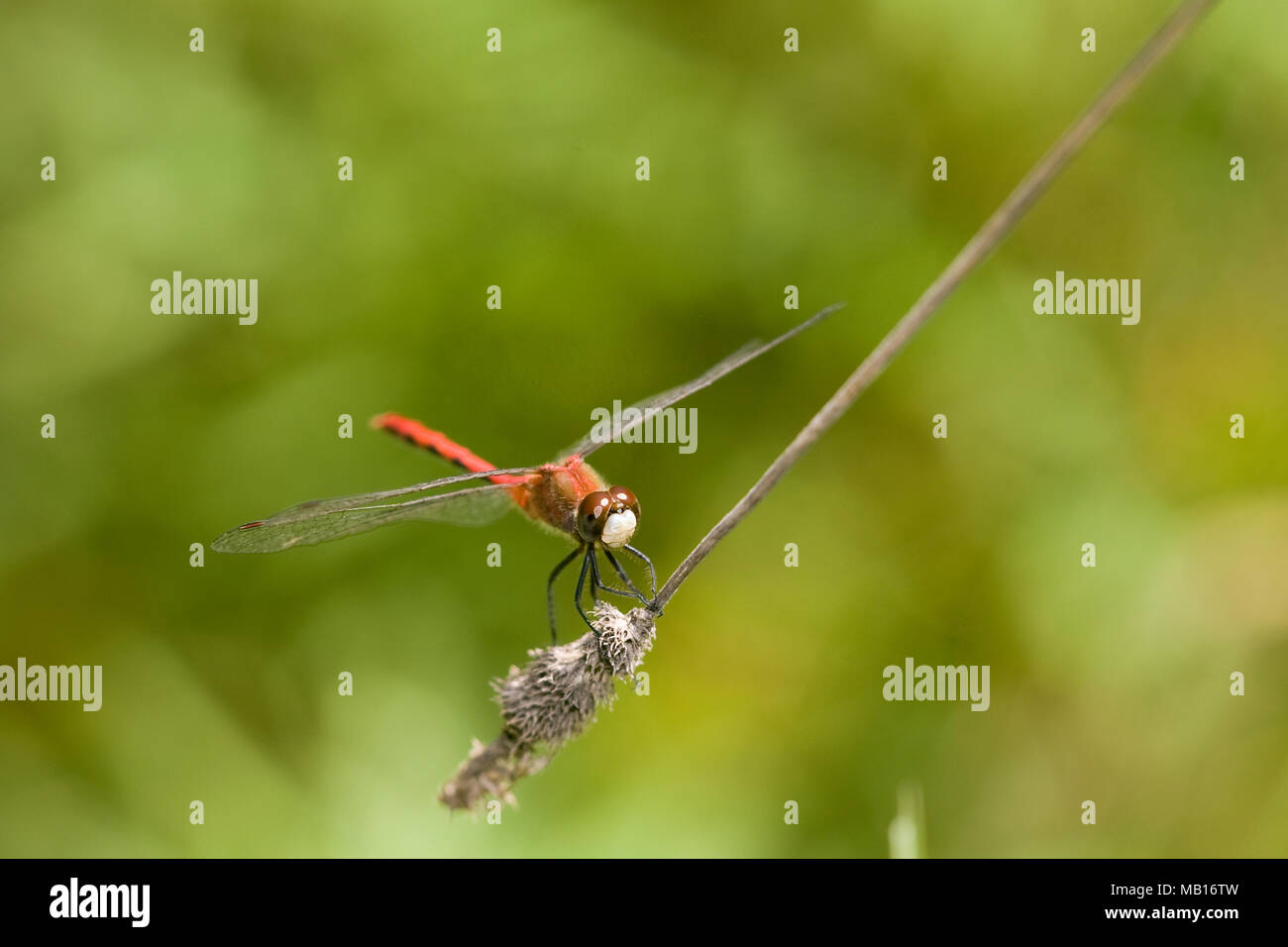 06660-00109 libellule Meadowhawk à face blanche (Sympetrum obtrusum) mâle, Jo Daviess Co., IL Banque D'Images