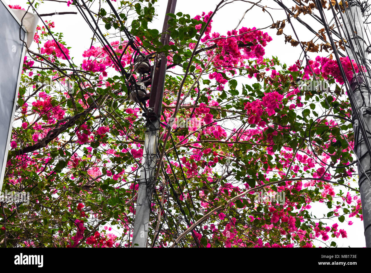 Grand Arbre Avec Lénorme Quantité De Fleurs Rose Et Entouré