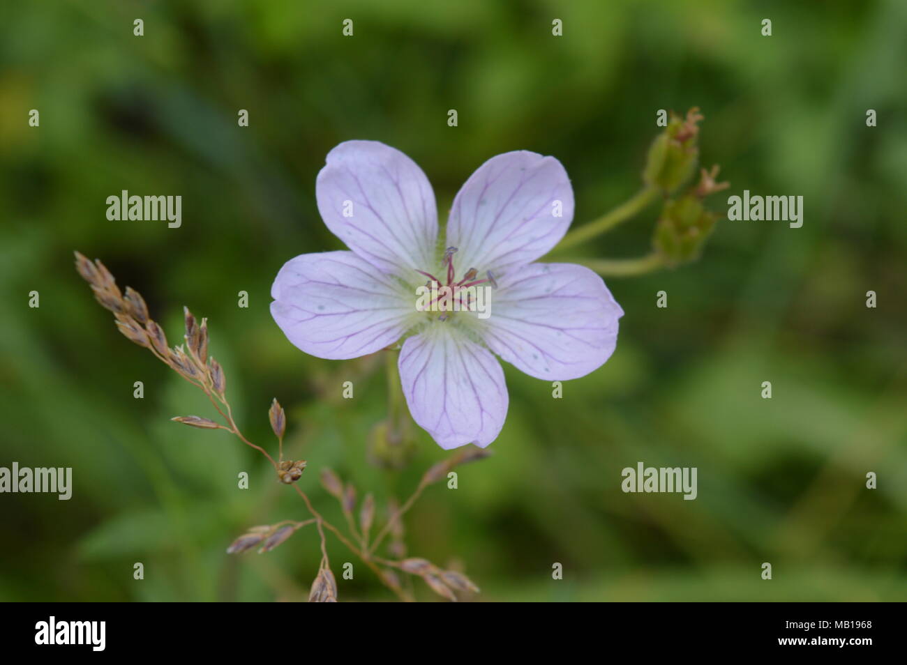 Assez proche d'un pétale de fleur 5 Banque D'Images