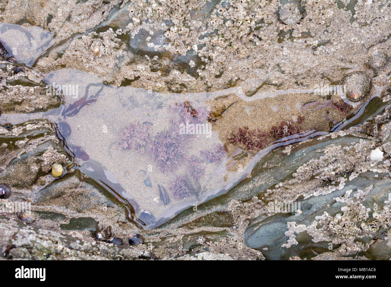 Rock pools avec diverses créatures marines vivant à eux Banque D'Images