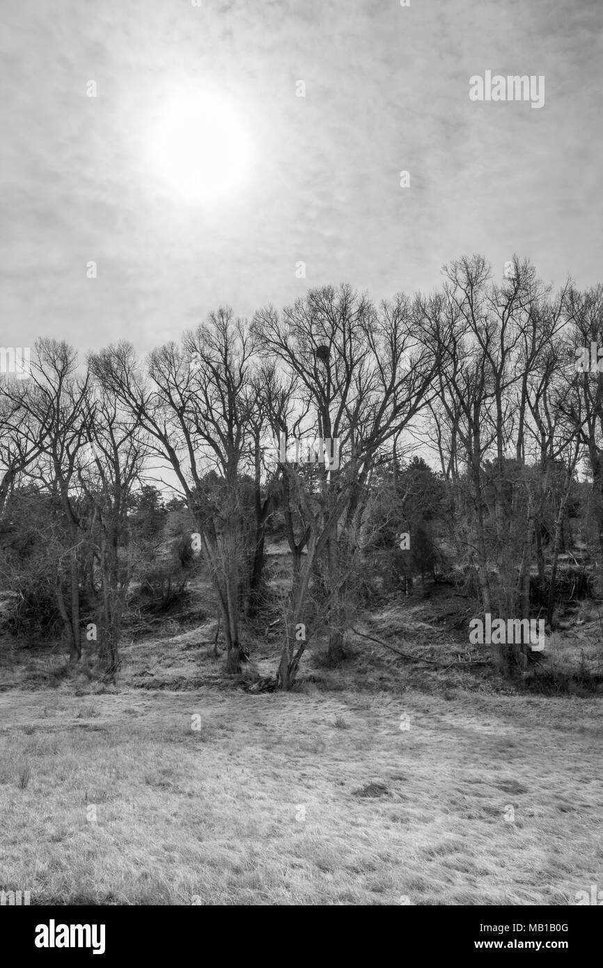 Vue en noir & blanc de Fremont peupliers contre ciel assombri ; Vandaveer Ranch ; Salida, Colorado, USA Banque D'Images