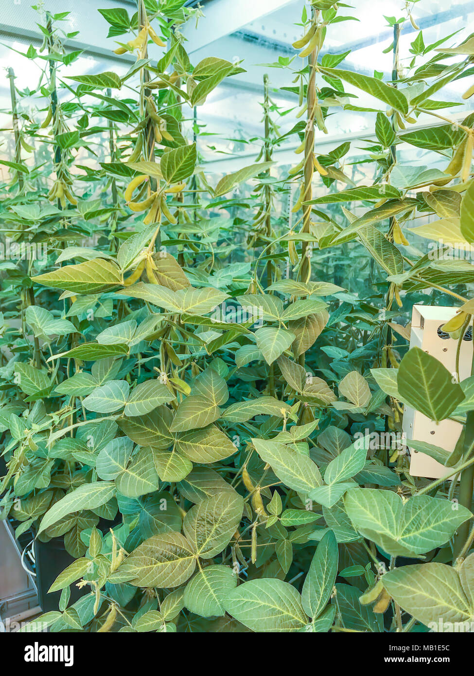 SAINT LOUIS, États-unis - 16 février 2018- chambre de croissance contenant un soja génétiquement modifié à l'installation de recherche de Monsanto Banque D'Images