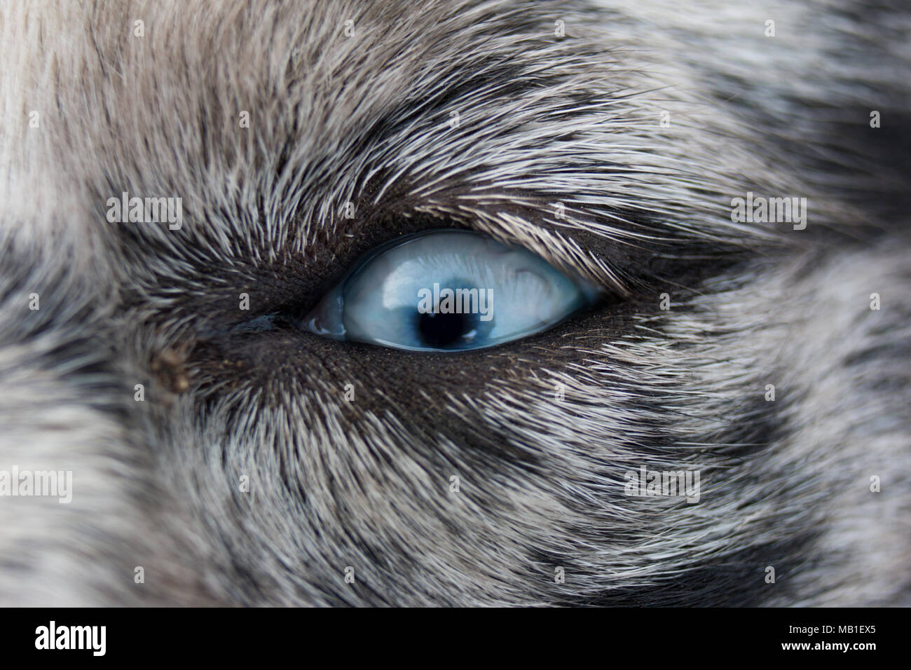 Close up of a dog eye Banque D'Images