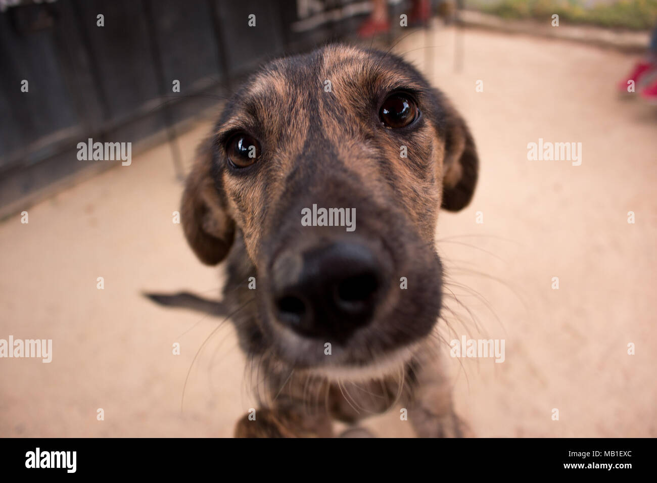 Chien de rue au Mexique demande pour l'alimentation Banque D'Images