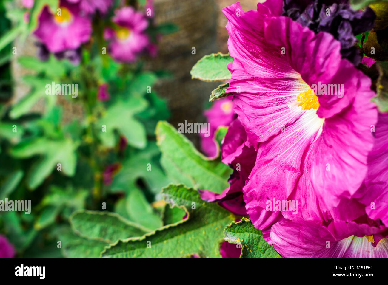 Belle floraison mauve et fleurs de printemps Banque D'Images