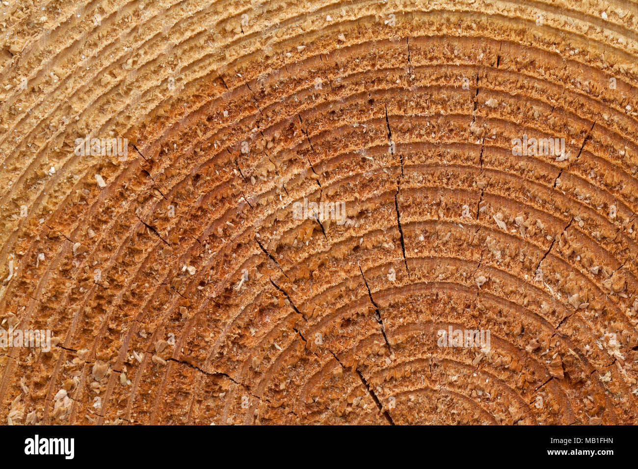 Cross-section / coupe / section en coupe d'arbres abattus l'épinette de Norvège (Picea abies) montrant les anneaux de croissance annuels / année sonne Banque D'Images