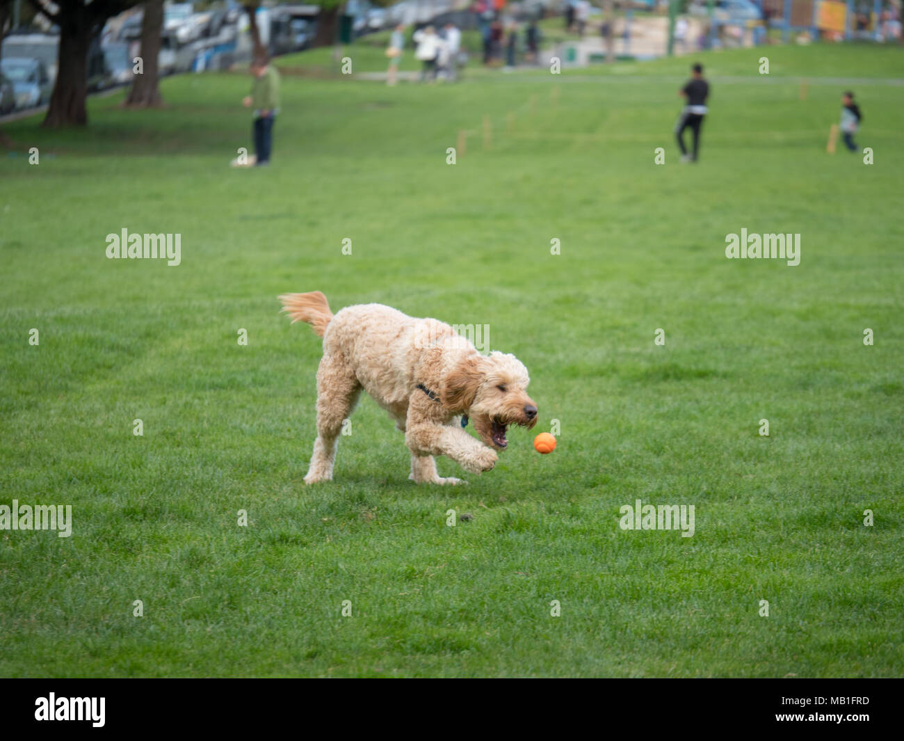 Goldendoodle vise pour balle tout en jouant le jeu de fetch dans un parc Banque D'Images