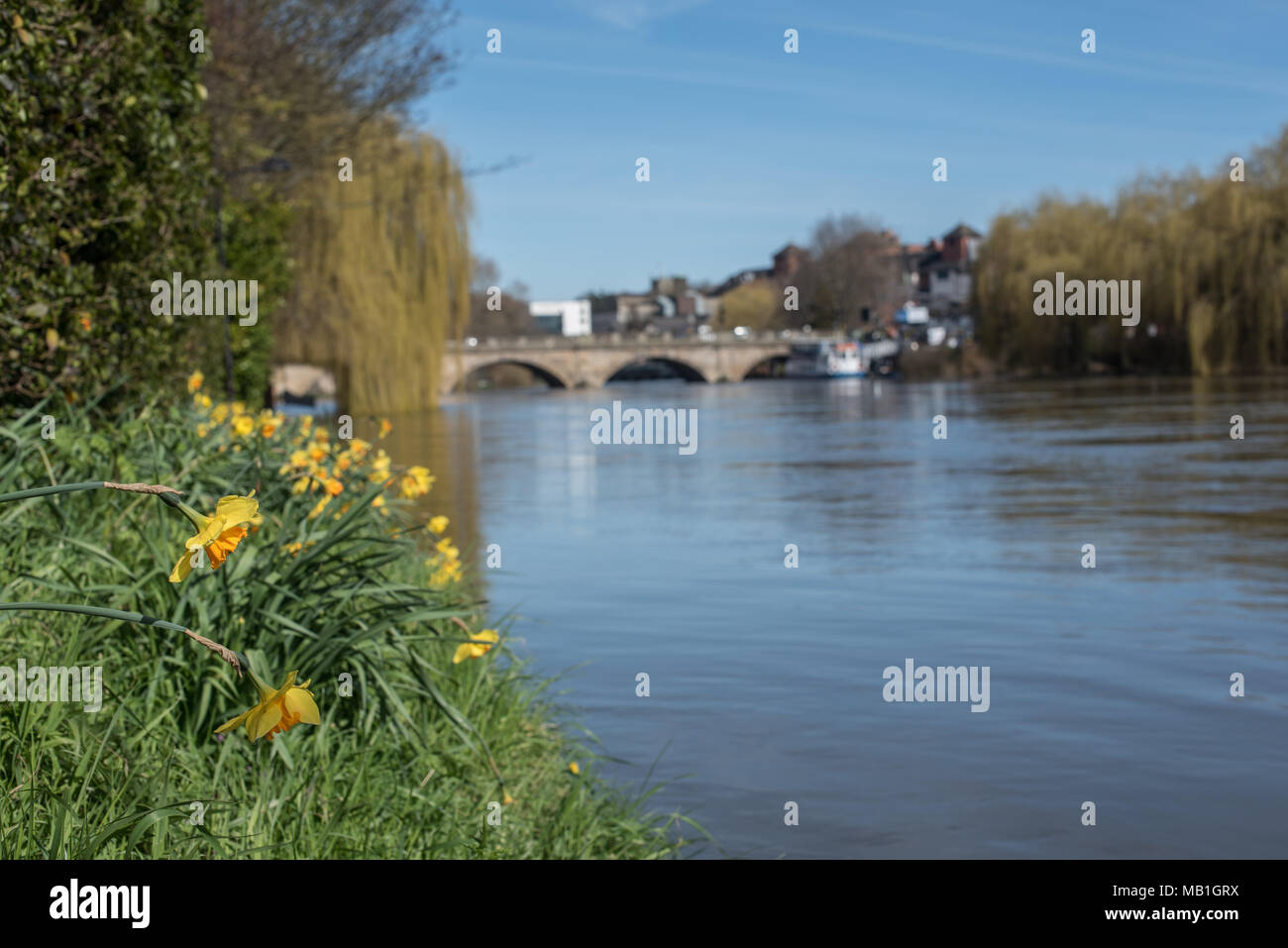 Belles fleurs jaune jonquille bordent la rivière sept à Shrewsbury, Shropshire comme le soleil fait pour un climat chaud et sec du printemps de l'ensoleillement Banque D'Images