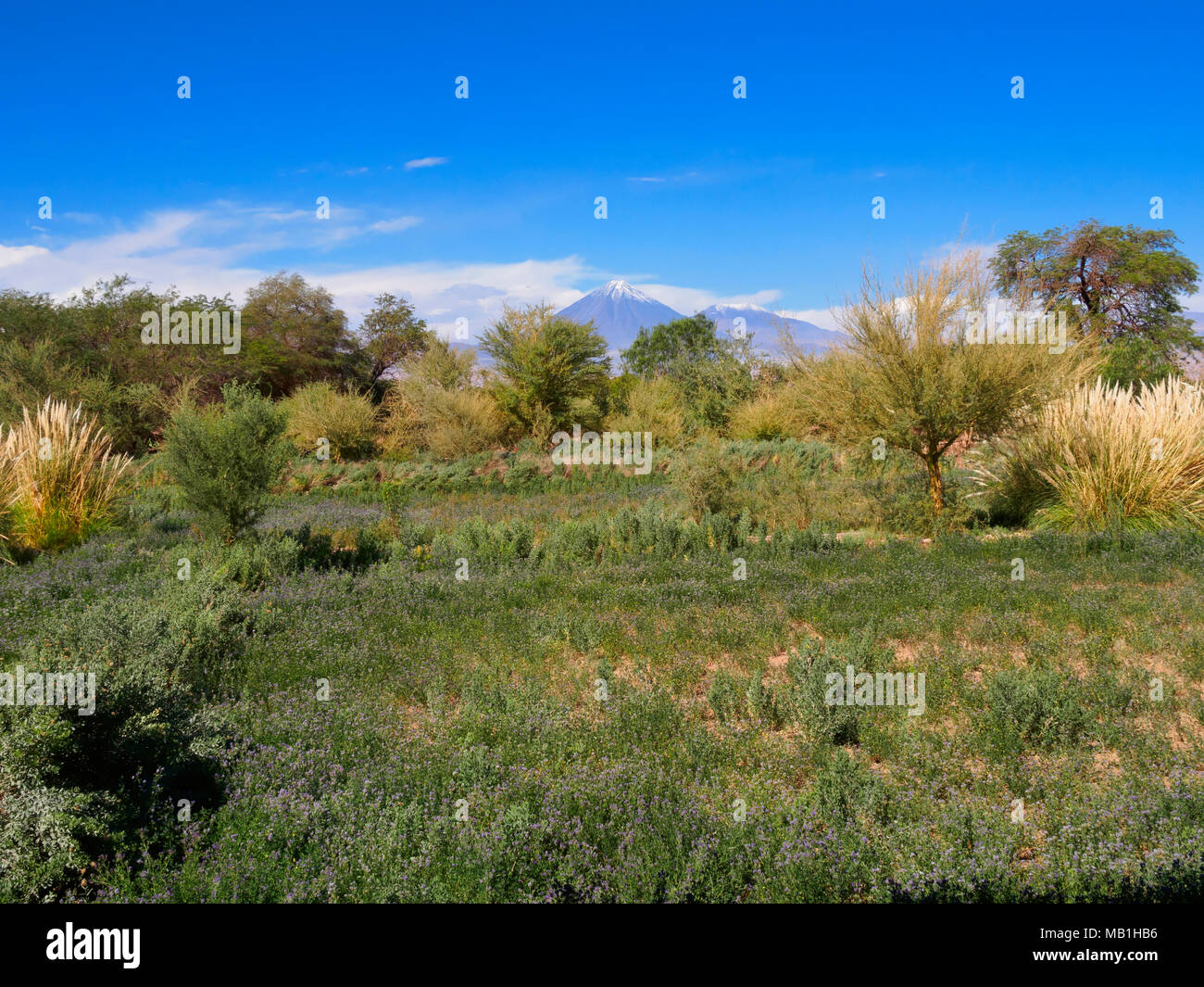 Domaine de la luzerne avec le volcan Licancabur dans la distance, San Pedro de Atacama, Chili Banque D'Images