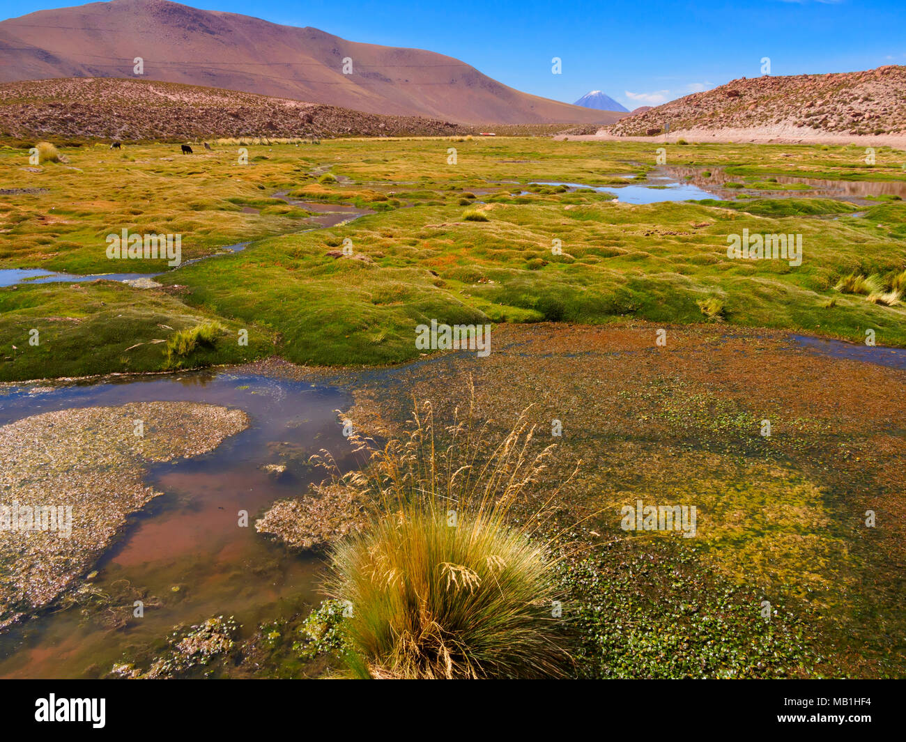 Une rivière champ inférieur dans Machuca, Désert d'Atacama, Chili Banque D'Images