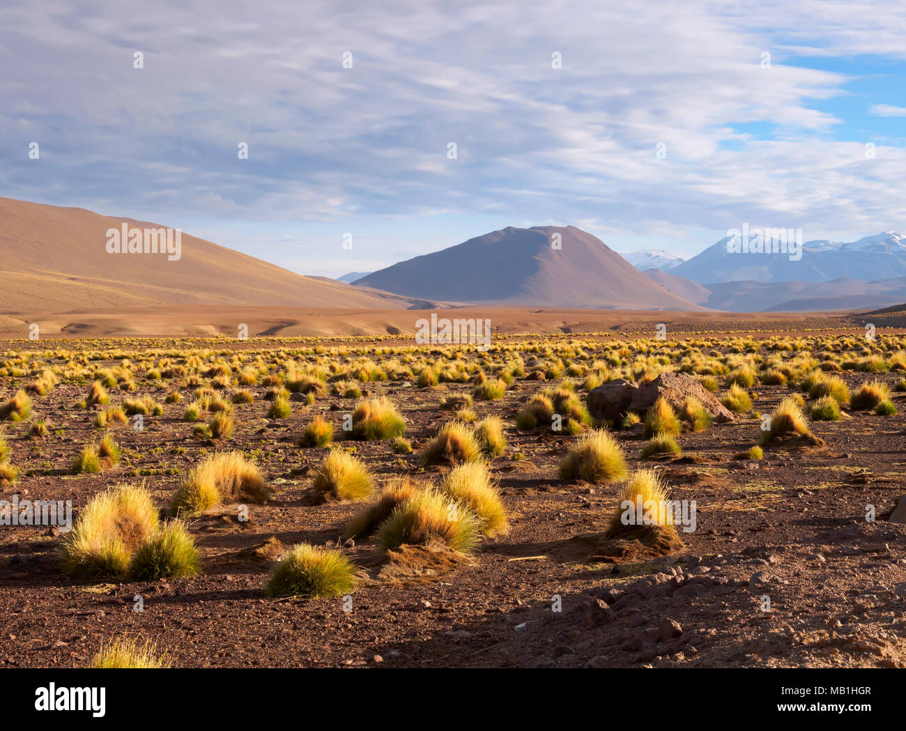 La végétation de haute altitude et contreforts de la Cordillère des Andes, El Tatio, Chili Banque D'Images