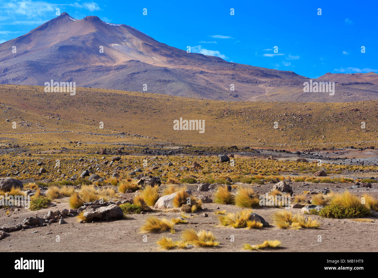 La végétation de haute altitude et contreforts de la Cordillère des Andes, El Tatio, Chili Banque D'Images