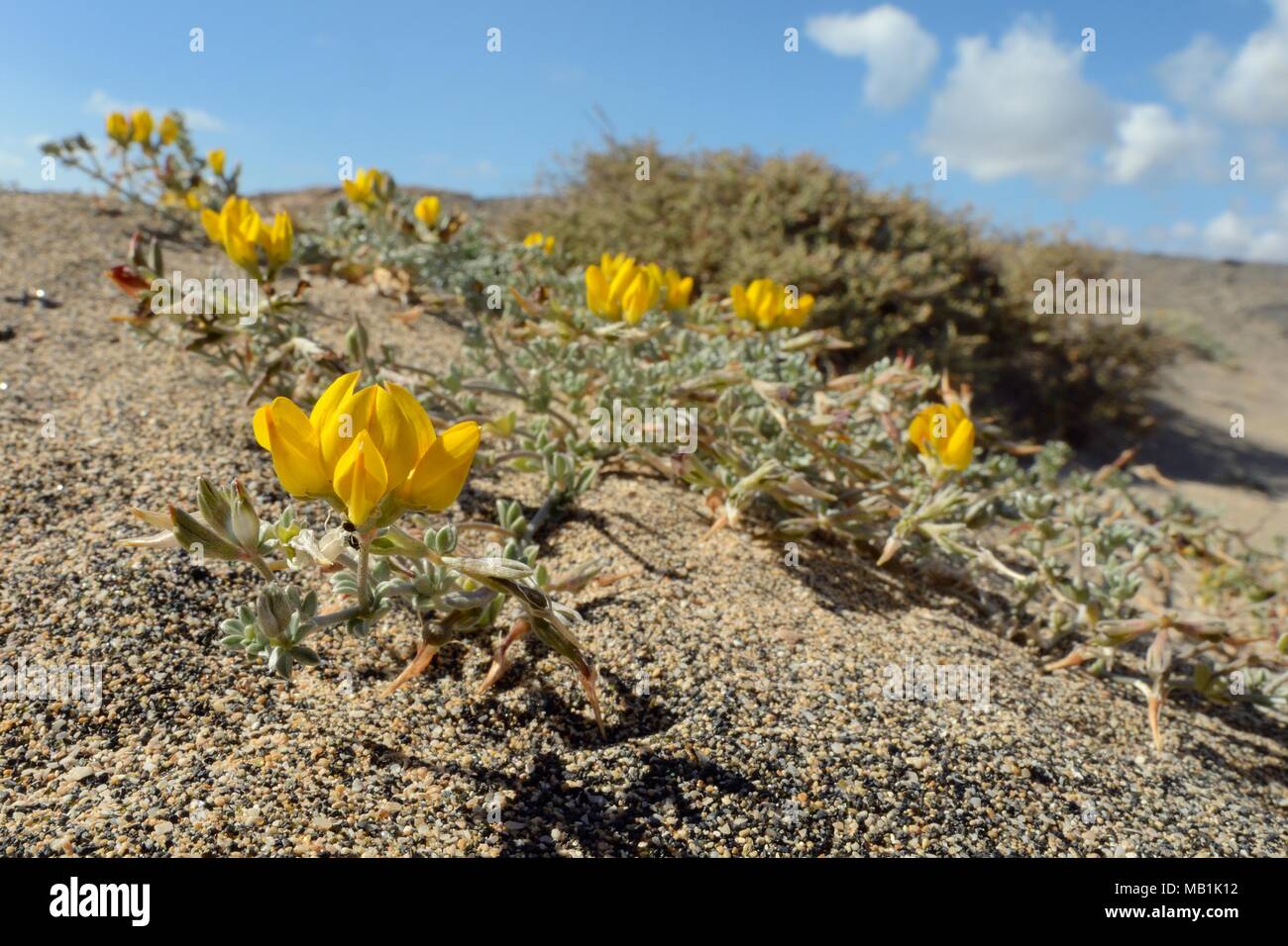 Lanzarote de lotier corniculé / Hierbamuda lancerottensis (Lotus) floraison sur dunes de sable sur promontoire côtier, Bahia de La Pared, Fuerteventura. Banque D'Images