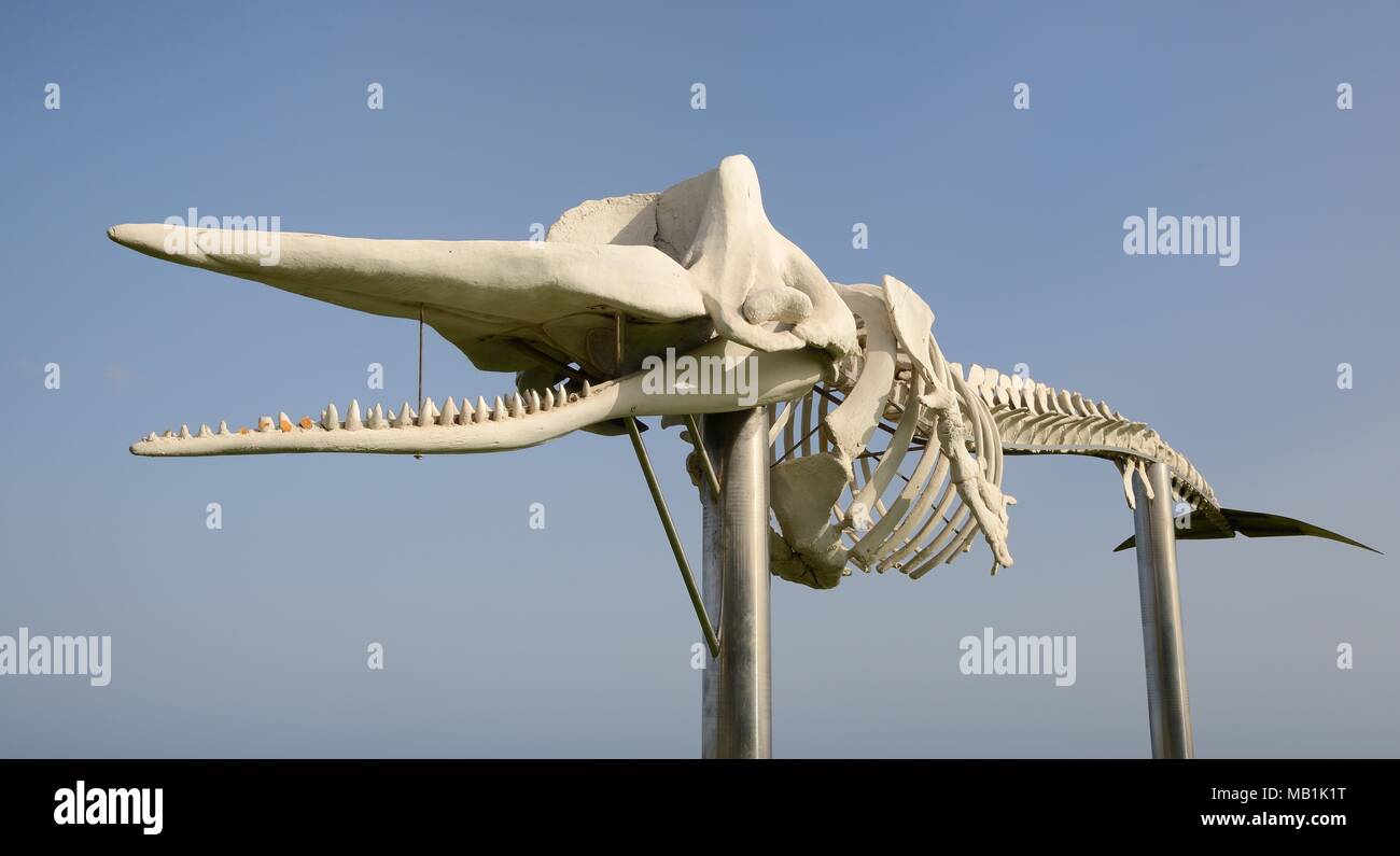 Squelette d'un cachalot (Physeter macrocephalus) sur le front de mer à Jandia Playa, l'une d'un certain nombre de baleines échouées exposées autour de Fuerteventura Banque D'Images