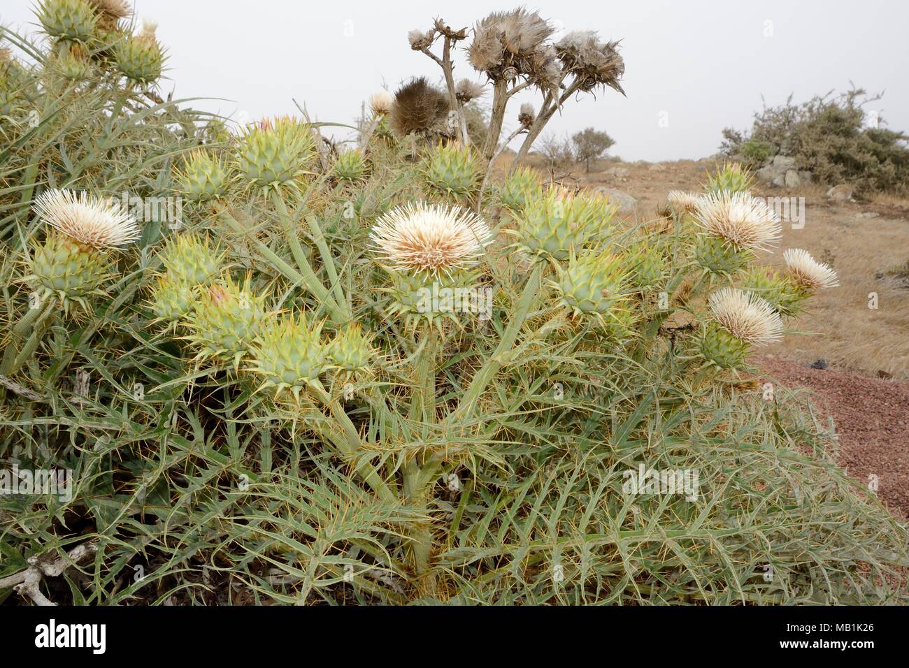 Formulaire blanc rare de cardons / Wild artichaut (Cynara cardunculus ferocissima) floraison dans un massif sur un exposé, Misty Mountain Top, à Fuerteventura. Banque D'Images