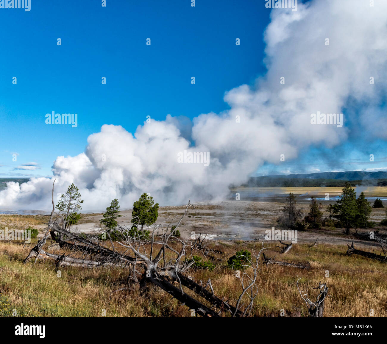 L'augmentation de la vapeur du sol à l'aide de l'inYellowstone geysers du Parc National. Les champs avec des arbres morts et de pins verts, le ciel bleu au-dessus. Banque D'Images