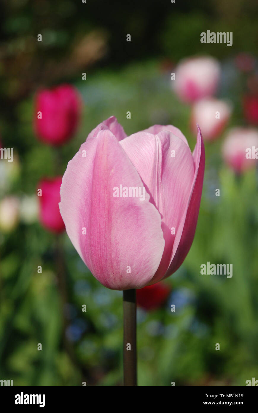 Tulipe rose close up Banque D'Images