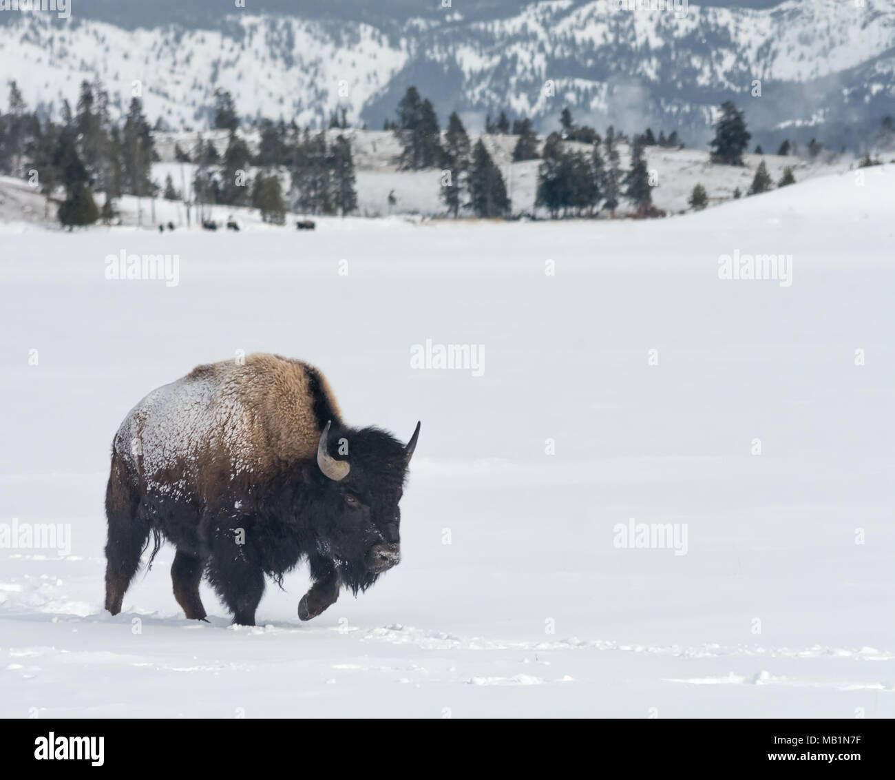 Avec la neige accrochée à son côté, un bison stomps son chemin à travers la neige jusqu'aux chevilles. Banque D'Images