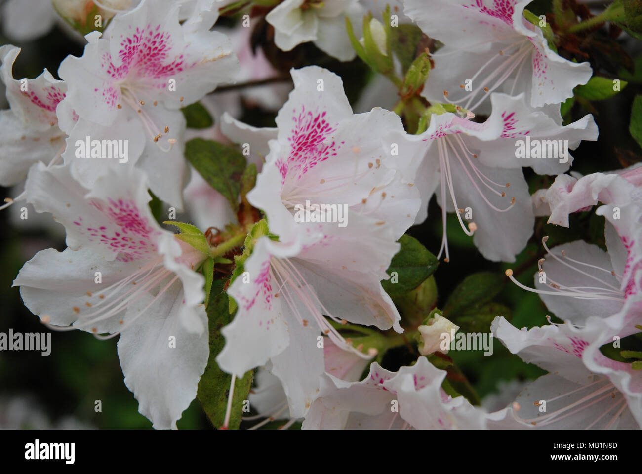 Un portrait photo d'un rhododendron rose clair Banque D'Images