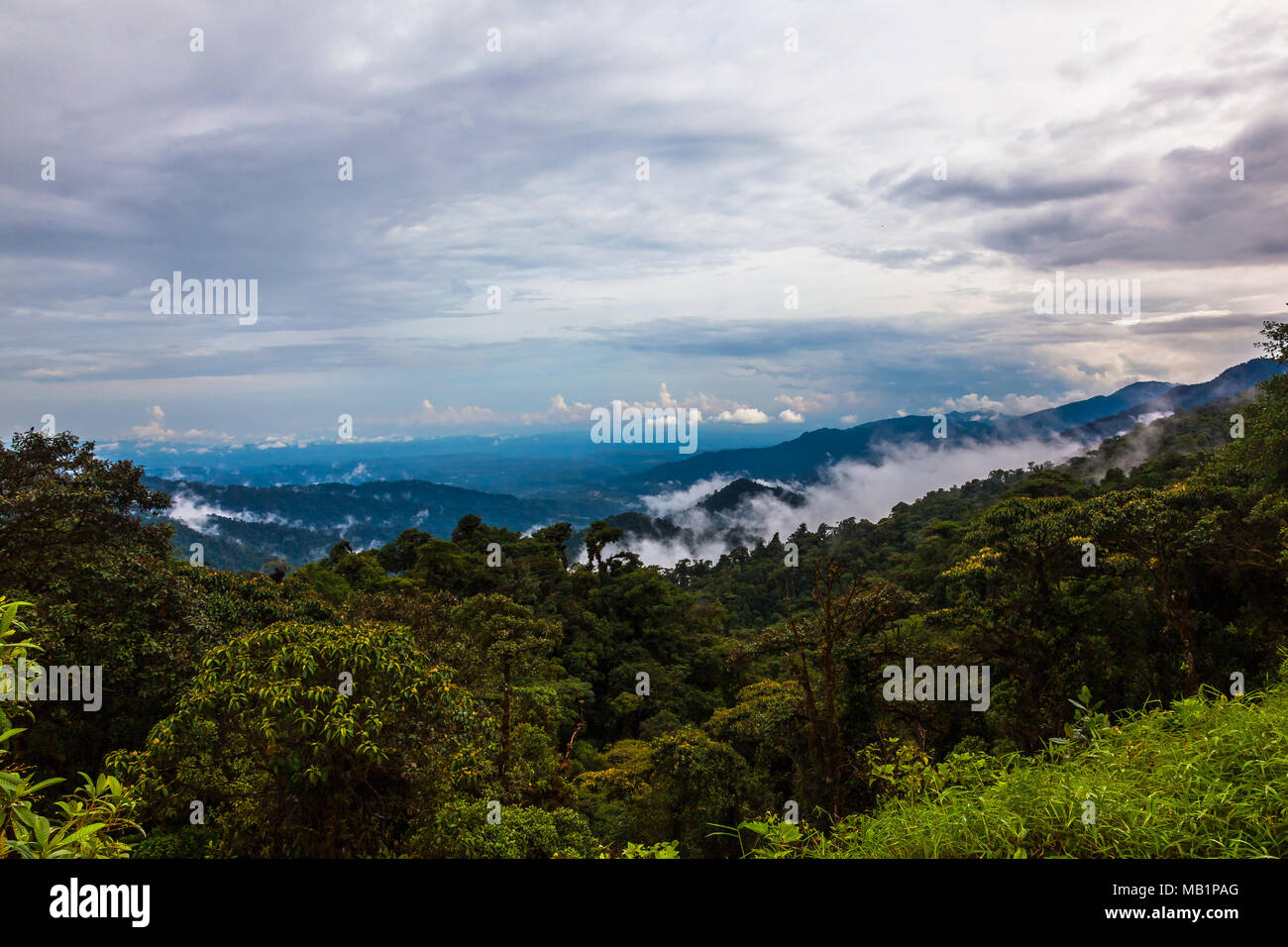 La forêt tropicale équatorienne, souvent nuageux, c'est la raison pour laquelle il prend son nom de la forêt humide Banque D'Images