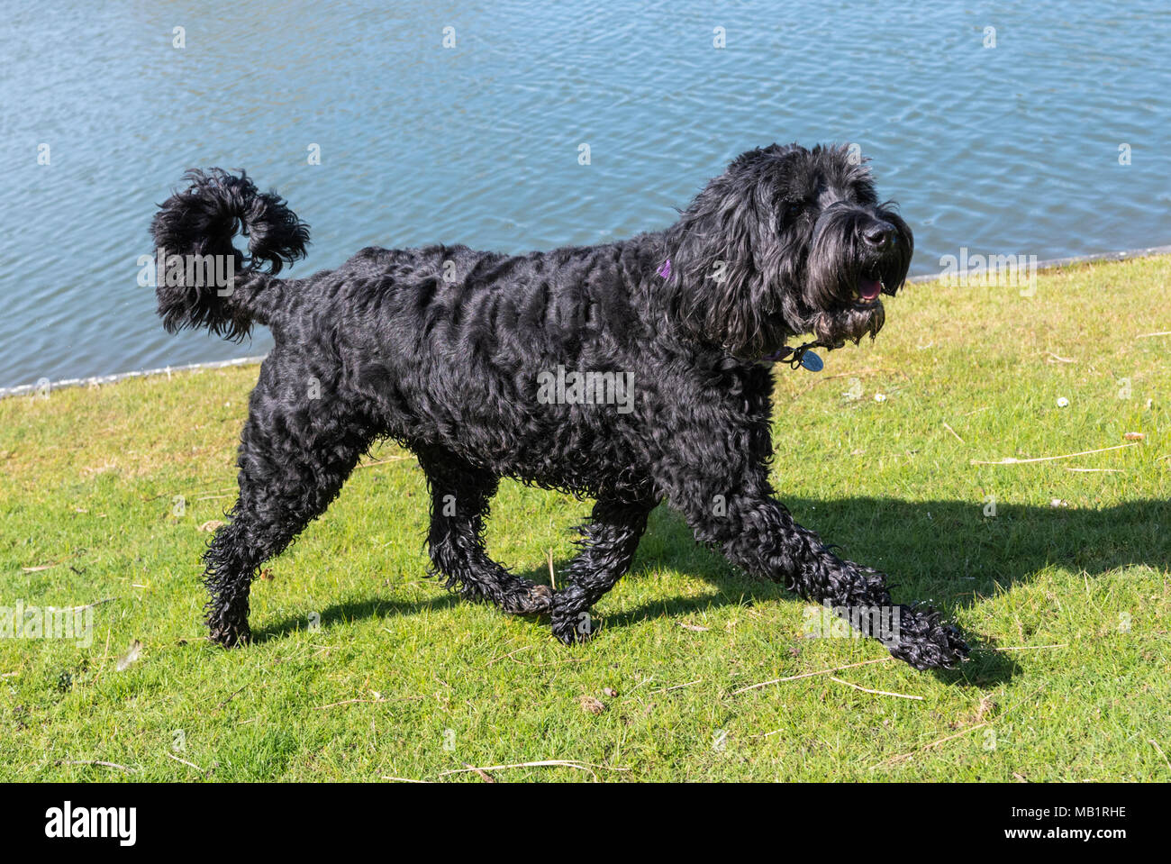 Springerdoodle (English Springer Spaniel Poodle et race mélangée) chien qui court sur l'herbe par l'eau dans le Royaume-Uni. Banque D'Images