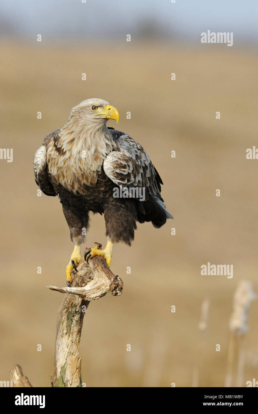 Queue blanche blanc / l'Aigle de mer / Seeadler ( Haliaeetus albicilla ) perché sur un bâton en bois au-dessus des roseaux, regardant autour d'attention, de la faune, E Banque D'Images