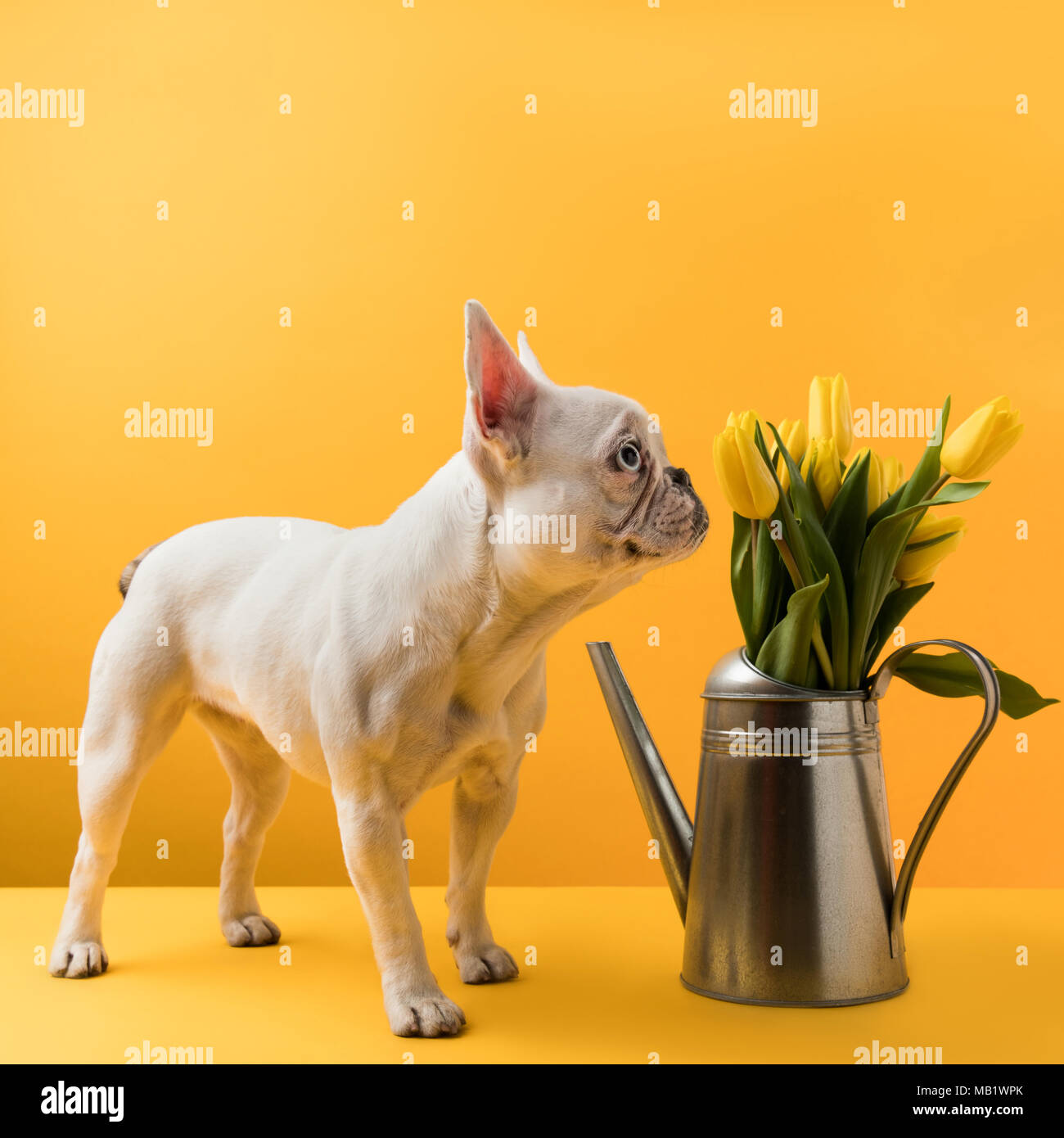 L'inhalation de chien belle tulipes jaunes dans arrosoir sur jaune Banque D'Images