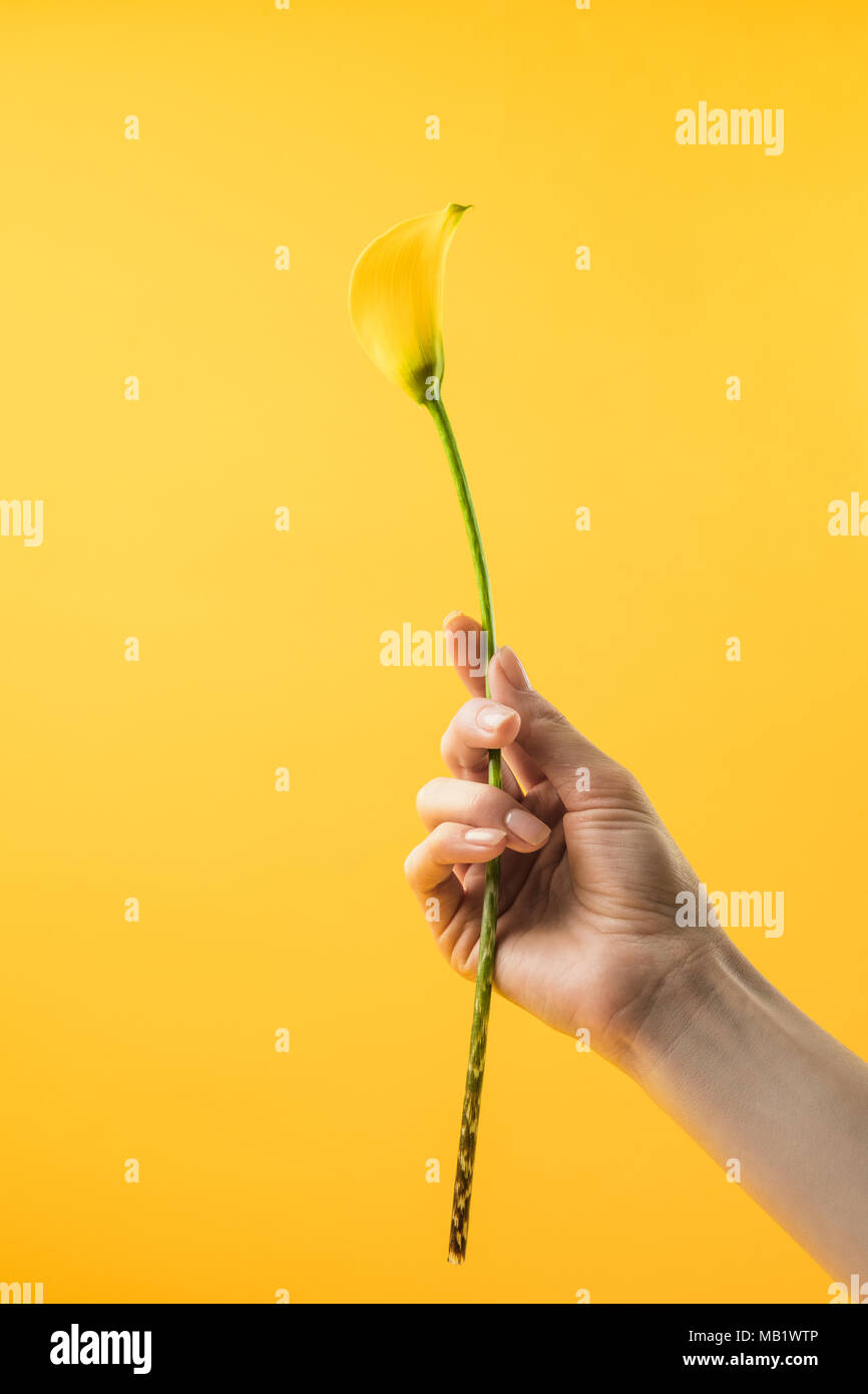 Close-up vue partielle de personne tenant des fleurs de lis calla jaune sur jaune isolé Banque D'Images