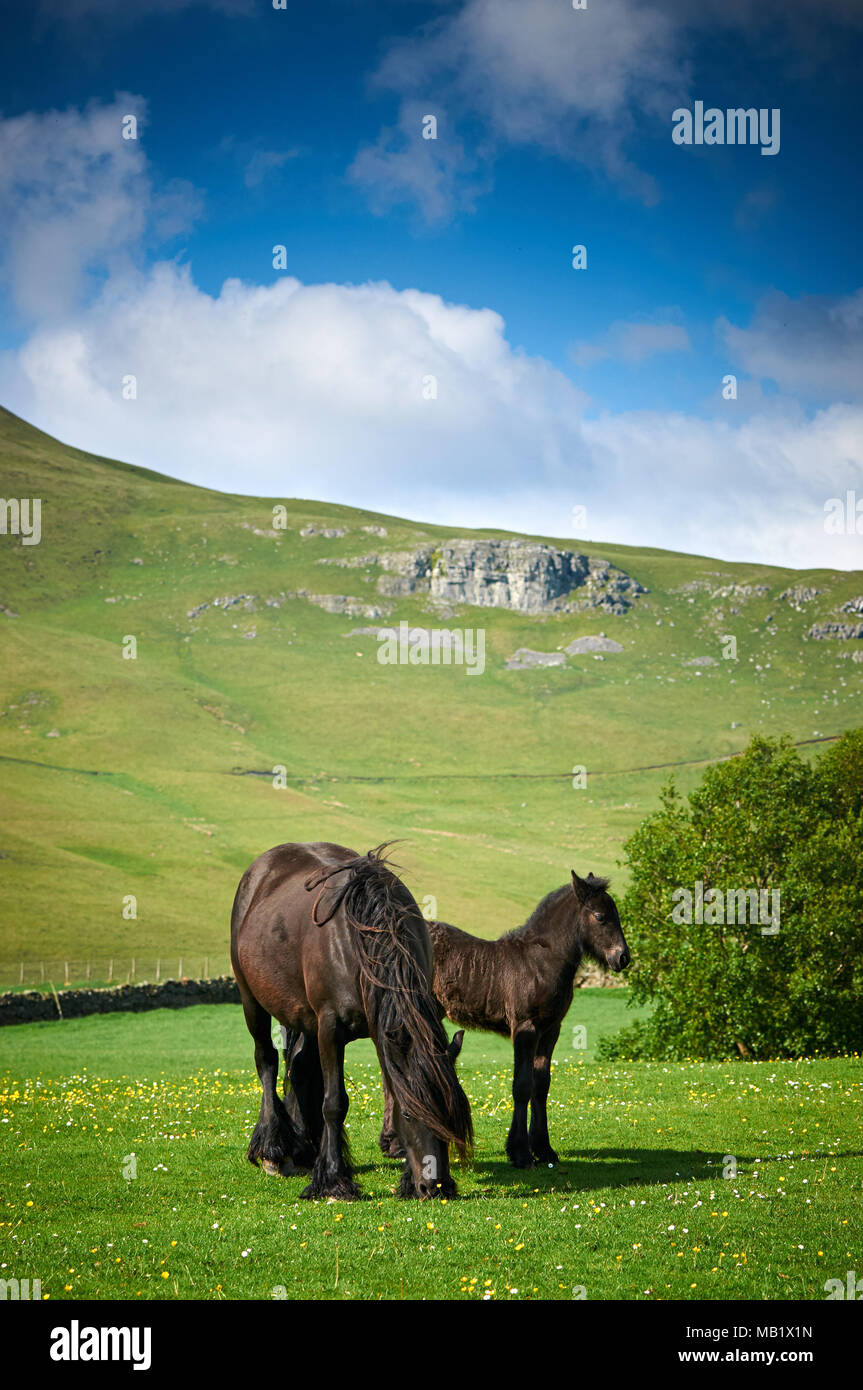 Poney fell mare et son poulain en Cumbria Banque D'Images