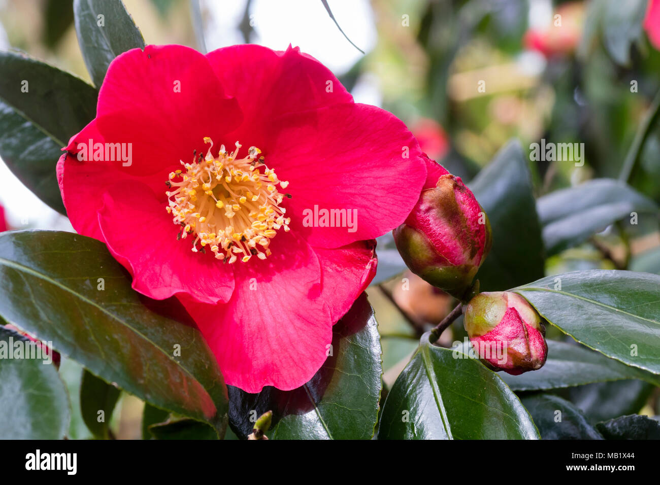 Les fleurs du printemps rouge unique de l'arbuste rustique, Camellia japonica 'Jupiter', sont rehaussées par un patron d'étamines jaune Banque D'Images Les fleurs du printemps rouge unique de l'arbuste rustique, Camellia japonica 'Jupiter', sont rehaussées par un patron d'étamines jaune Banque D'Images