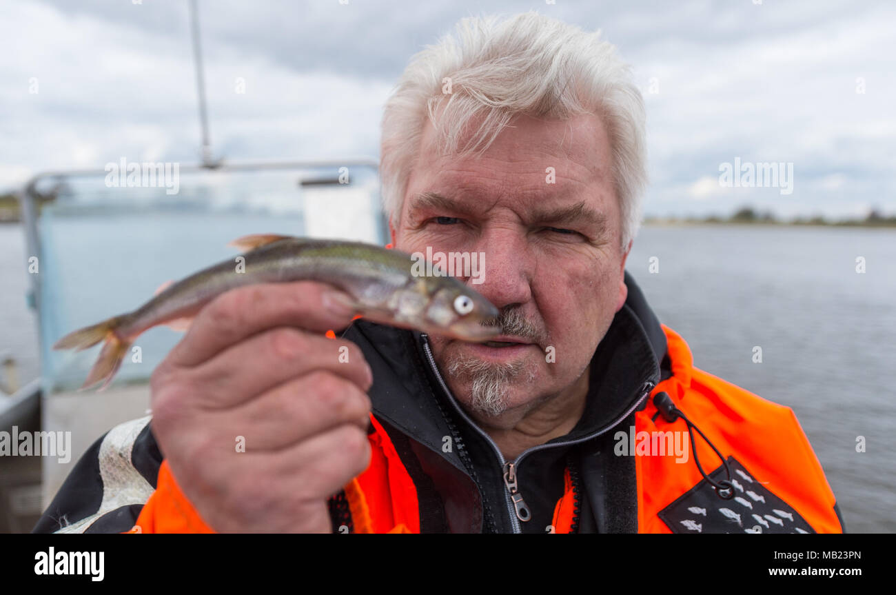 27 mars 2018, l'Allemagne, l'Hoopte : Wilhelm Grube, pêcheur sur la rivière Elbe, est titulaire d'un éperlan. Après quatre décennies dans la tâche, Grube craint pour l'avenir, comme ces poissons sont devenus incroyablement rare. Photo : Philipp Schulze/dpa Banque D'Images