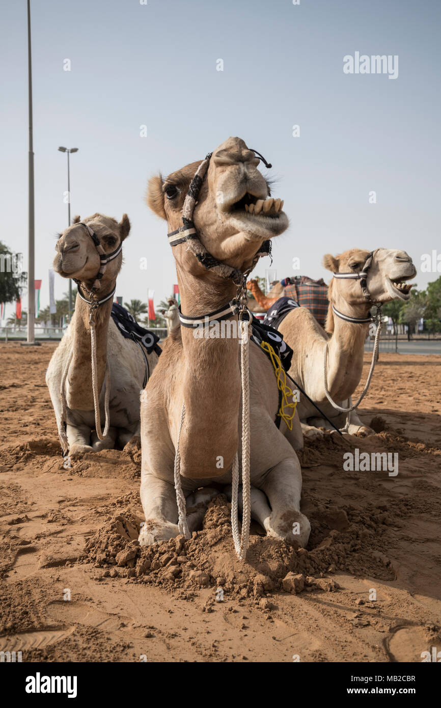 Dubaï, Émirats arabes unis, 6 avril 2018. Des chameaux à Al Marmoom Camel Race Festival. Société onpro ag /Alamy Live News Banque D'Images