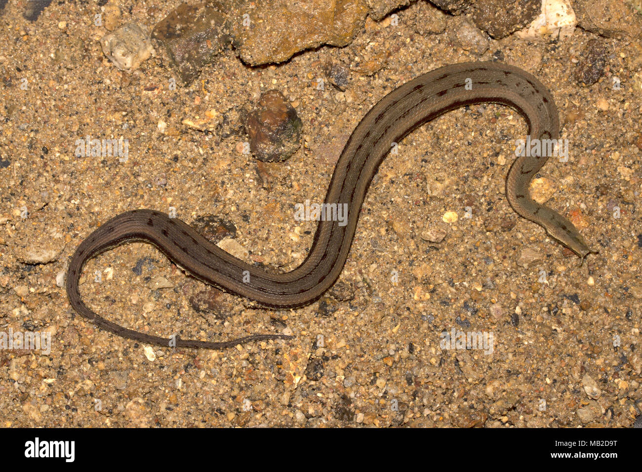 Tentacled Serpent d'eau Banque D'Images