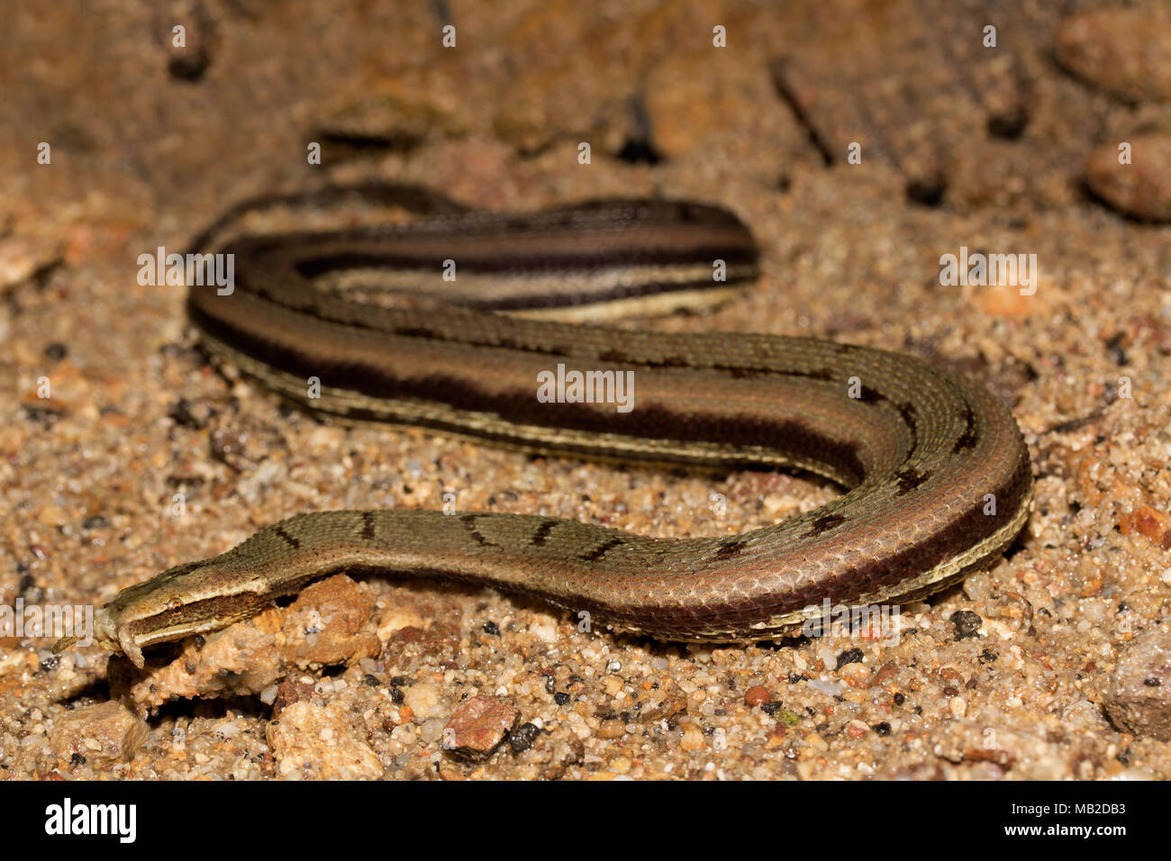 Tentacled Serpent d'eau Banque D'Images