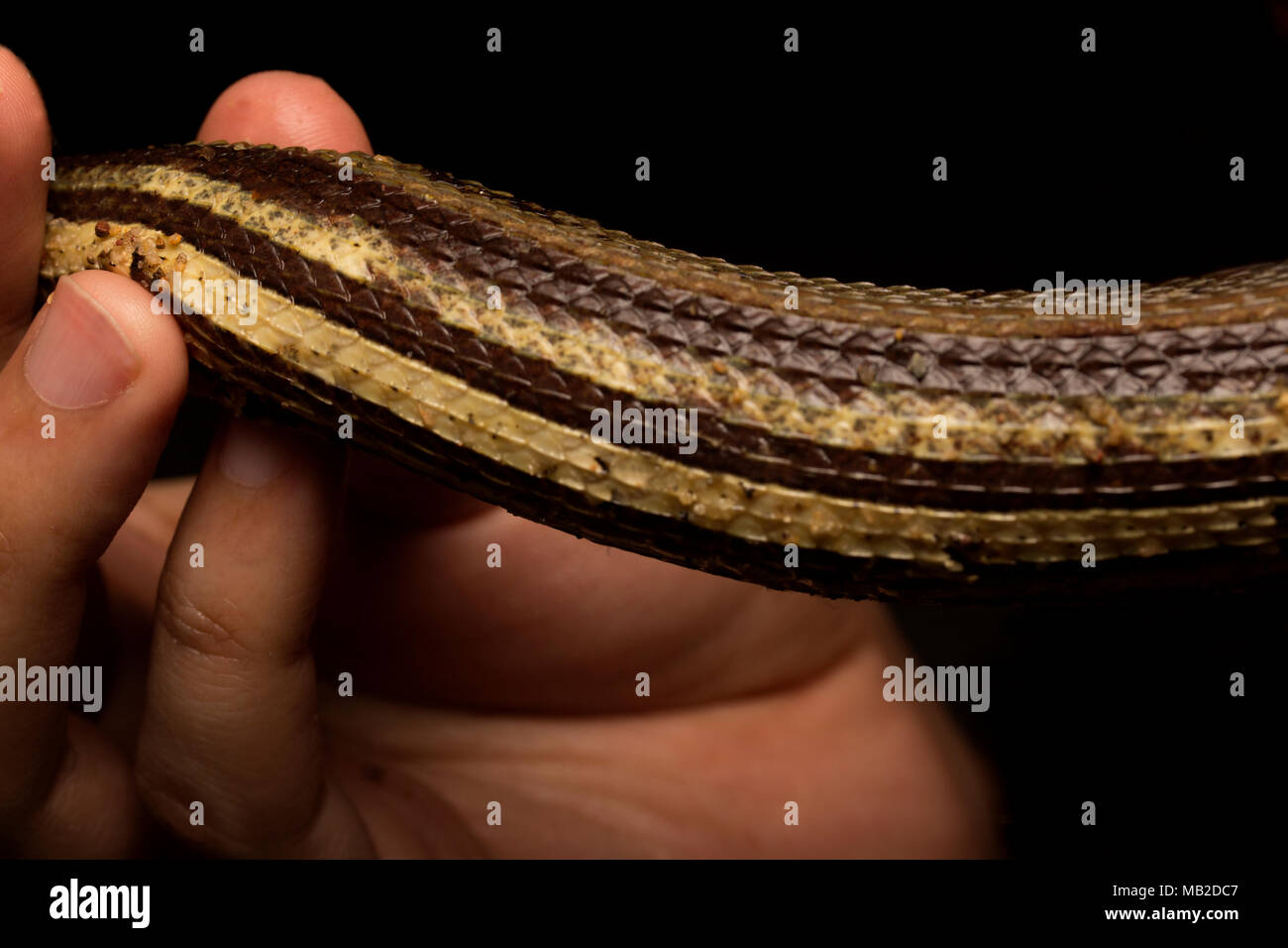 Tentacled Serpent d'eau Banque D'Images