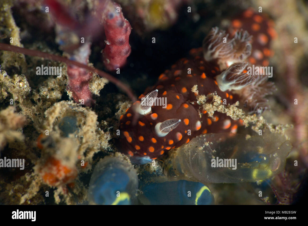 Nudibranch Nembrotha sp. A. Photo a été prise dans la mer de Banda, Ambon, la Papouasie occidentale, en Indonésie Banque D'Images