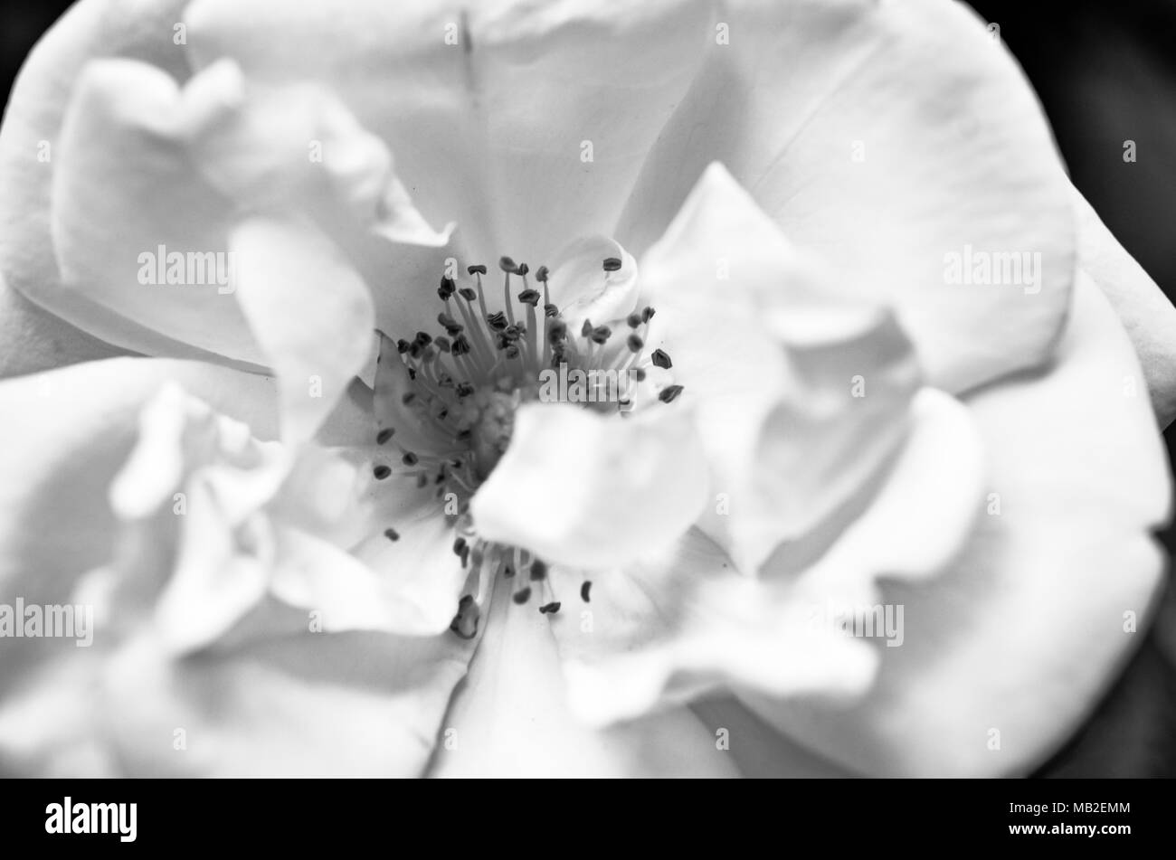 Macro fleur rose sauvage tourné en noir et blanc Banque D'Images