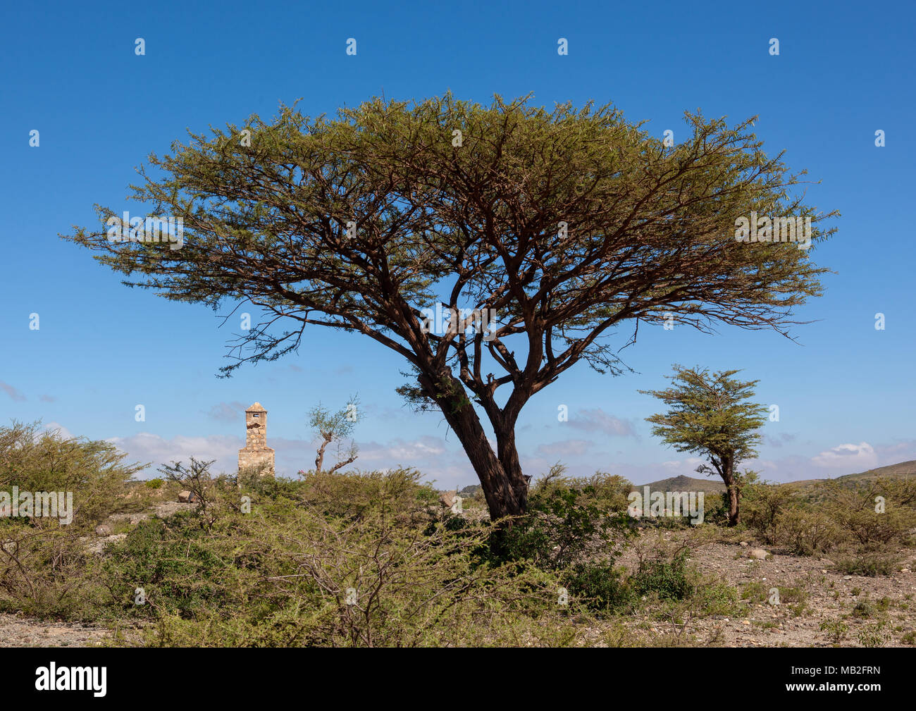 Acacia dans le cheikh montagnes, Togdheer, Cheikh, le Somaliland Banque D'Images