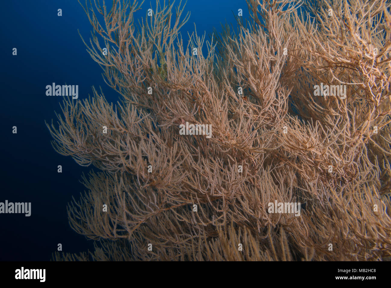 Corail noir (Antipathes dichotoma) Banque D'Images