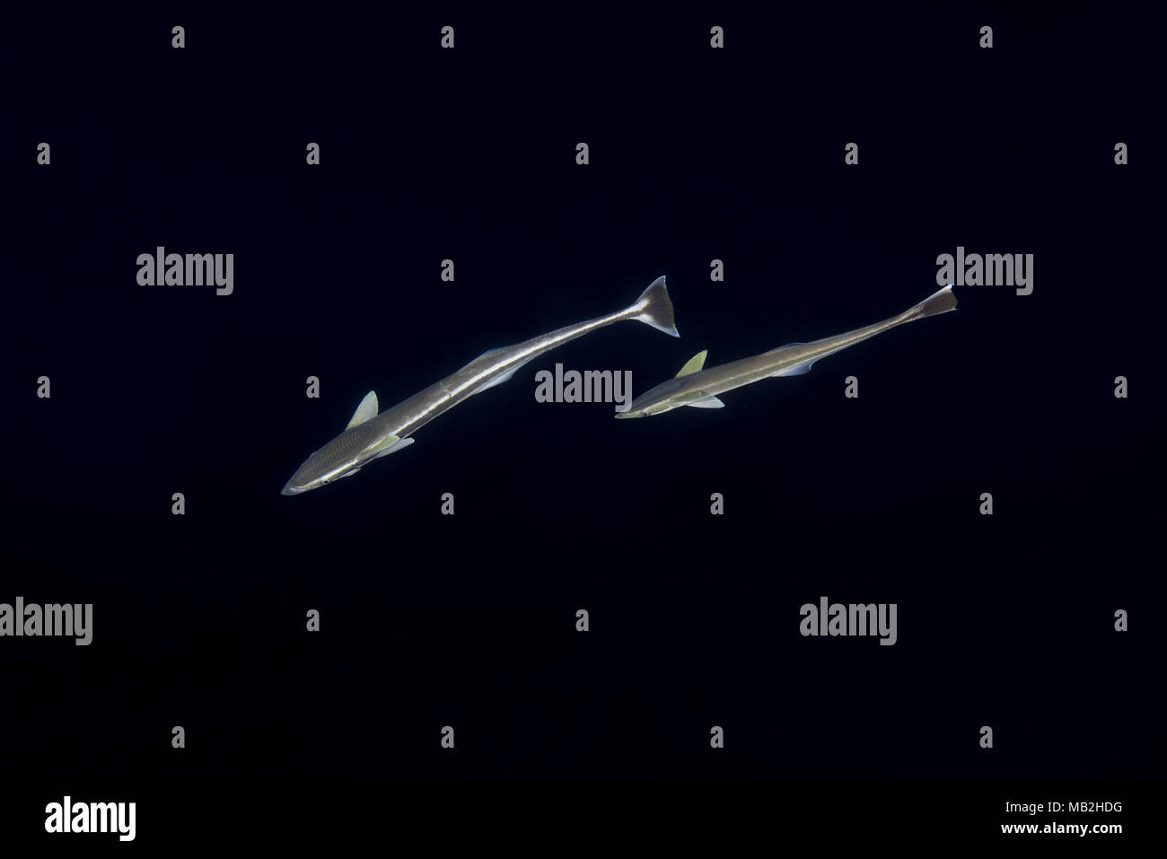 Deux poissons Remora, vivre ou sharksucker sharksucker (Echeneis naucrates mince) dans la nuit Banque D'Images