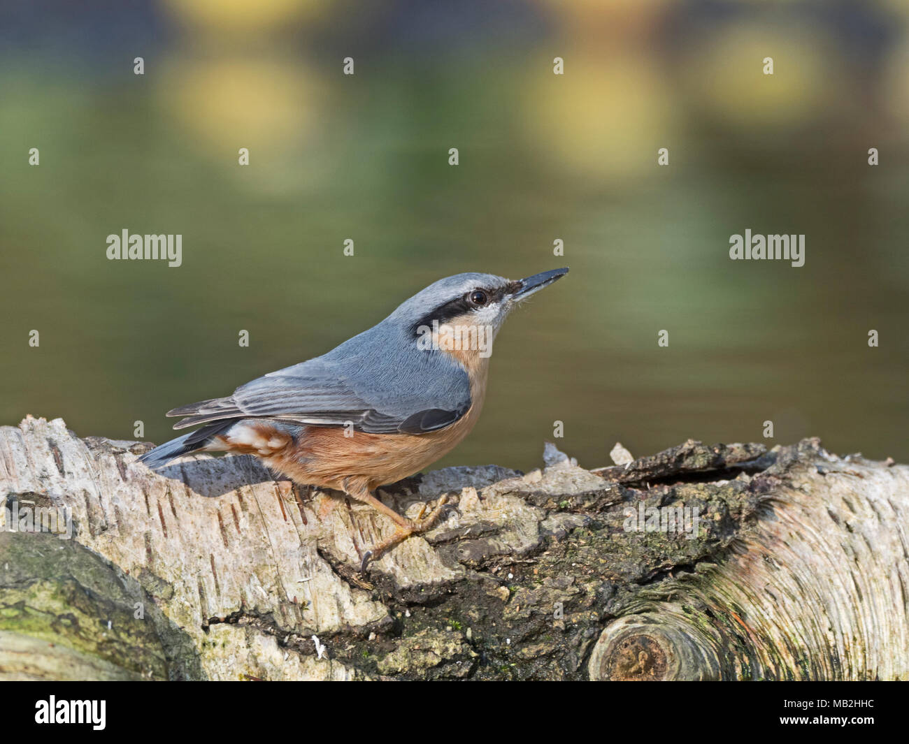 Sittelle Torchepot Sitta europaea North Norfolk Banque D'Images