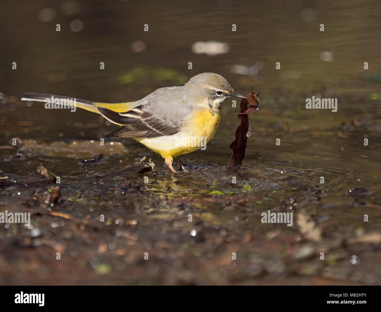 Bergeronnette des ruisseaux Motacilla cinerea homme hiver tournant sur des feuilles, pour trouver de la nourriture sur le bord de piscine bois North Norfolk Février Banque D'Images