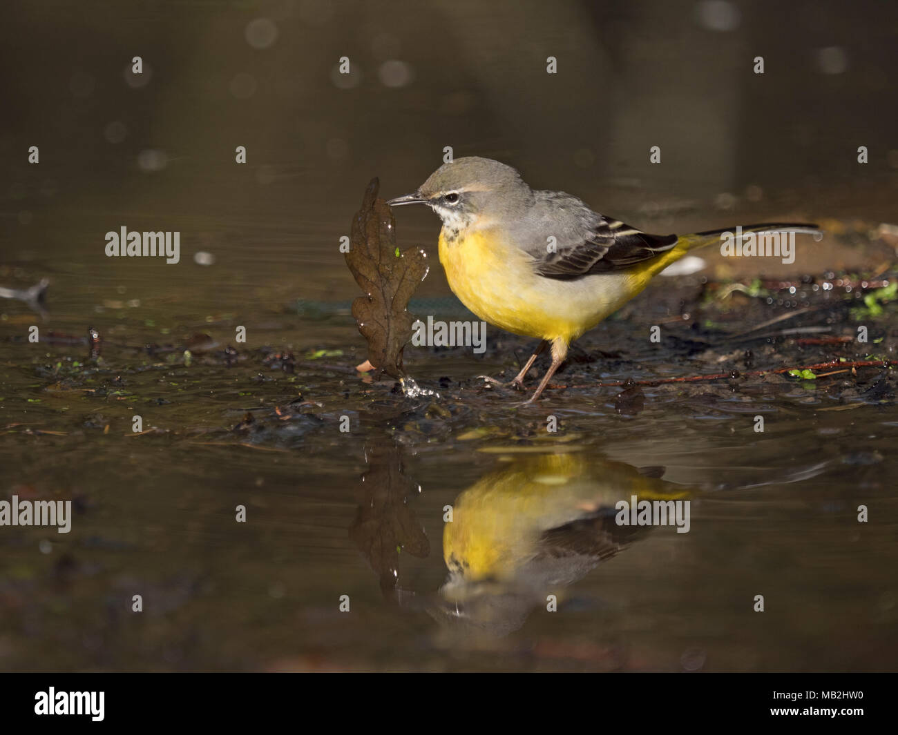 Bergeronnette des ruisseaux Motacilla cinerea homme hiver tournant sur des feuilles, pour trouver de la nourriture sur le bord de piscine bois North Norfolk Février Banque D'Images