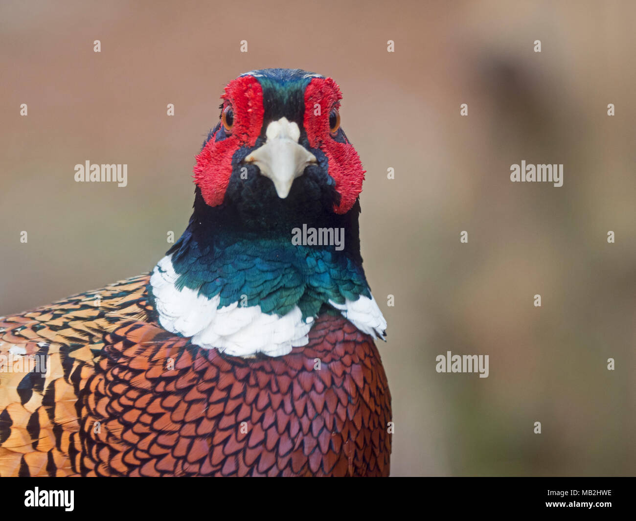 Faisan de Colchide Phasianus colchicus commun hommes Nord Février Norfolk Banque D'Images