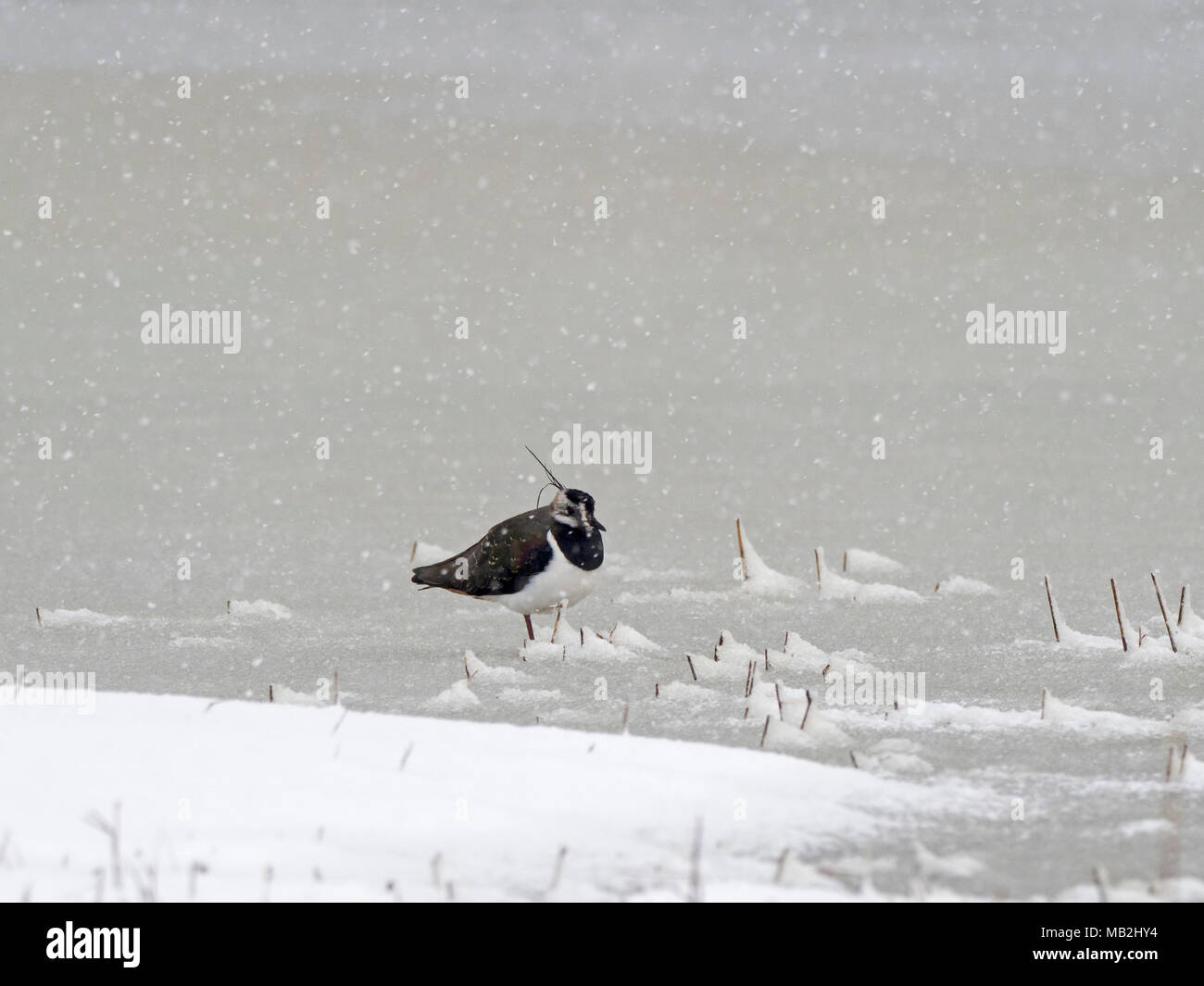 Sociable Vanellus vanellus fon gratter congelé en hiver North Norfolk Banque D'Images